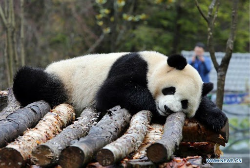 Que signifie le nom du panda en chinois ?