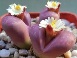 Donnez le nom usuel de cette plante :
