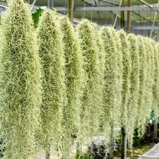 Donnez le nom usuel et le nom botanique de cette plante: