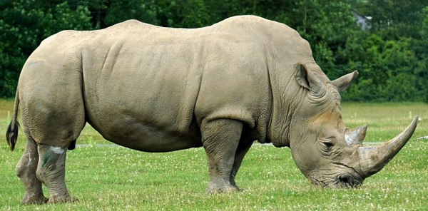 Combien trouve-t-on d’espèces différentes de rhinocéros dans le monde ?