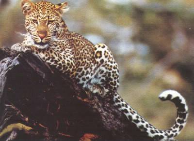 La panthère et le léopard sont ils de la même espèce ?