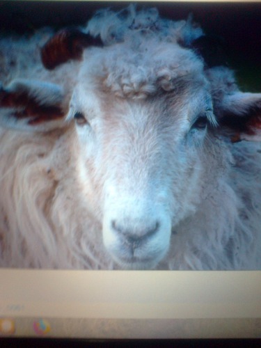 D'où est originaire le mouton "LATXA" ?