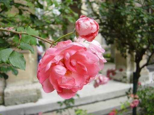 Comment s'appelle la variété de rose cultivée dans le roman de Audur Ava Olafsdottir ?