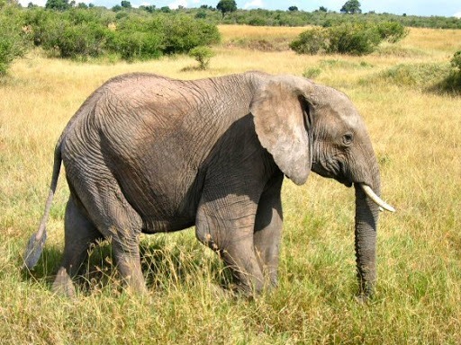 Combien de genres d'éléphants existe-t-il ?