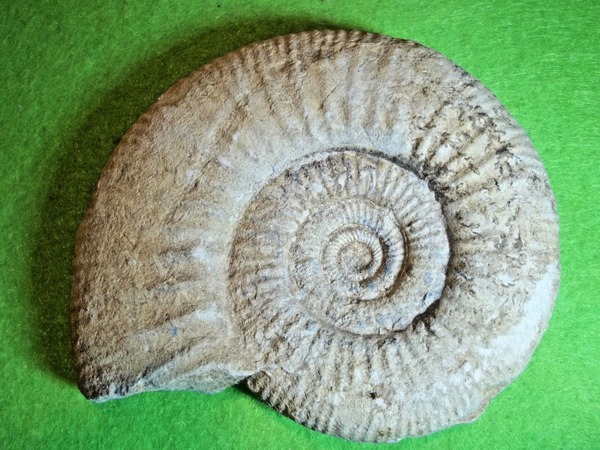Quel est l’animal associé à ce fossile ?