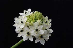 Donnez le nom usuel (nom commun) et l'espèce (nom botanique) de cette fleur.