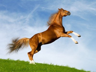 Quelle est la couleur de ce cheval ?