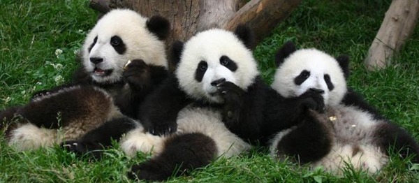 Quelle est l’espérance moyenne de vie d’un panda ?