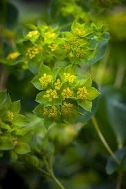 Donnez le nom usuel de cette fleur :