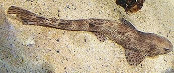 Lequel de ces requins est souvent péché pour être mangé ?
