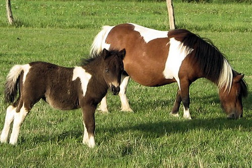 Est-ce que les chevaux sont plus petits que les poneys ?