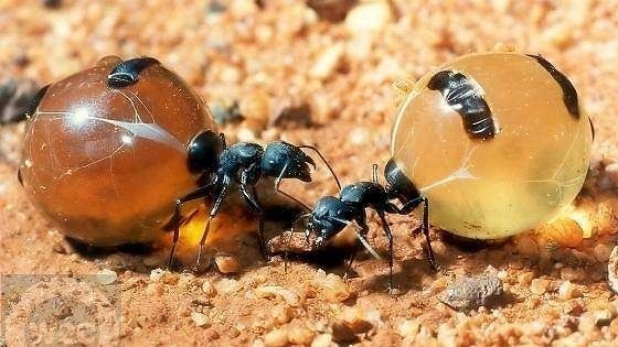 Quelles fourmis à l'abdomen gonflé deviennent des mets délicieux en Australie ?