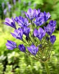 Donnez le nom usuel de cette fleur :