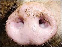 Comment s'appelle le nez du cochon ?