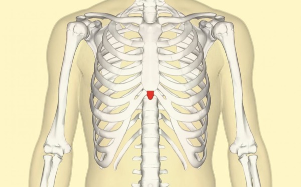 , est une structure osseuse ou cartilagineuse qui se situe à la partie inférieure du sternum.