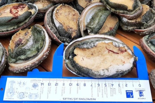 Coquillage moins connu, qui peut se cuisiner de différentes façons !
