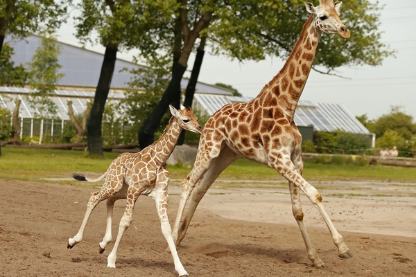 Quelle est la taille moyenne d’une girafe à la naissance ?