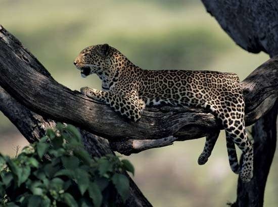 Um leopardo de tamanho médio pesa geralmente quantos quilos?