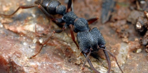 Quelle est la particularité de cette fourmi, la fourmi Dracula ?