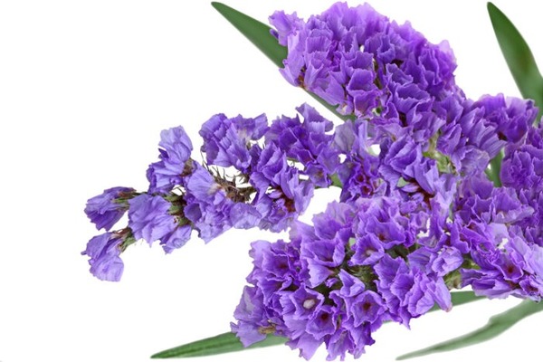 Donnez le nom usuel et le nom botanique de cette plante ?