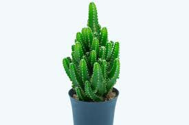 Donnez le nom usuel de cette plante ?
