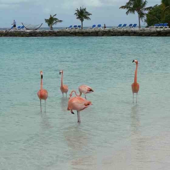La plage de l’île Renaissance à Aruba, réputée pour ses colonies de magnifiques flamants, est ouverte au public.