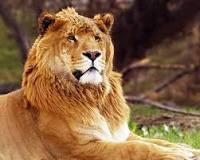 Comment s'appelle le croisement entre une tigresse et un lion ?