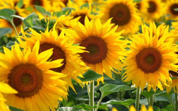 Donnez le nom usuel, le nom botanique et la famille de cette fleur: