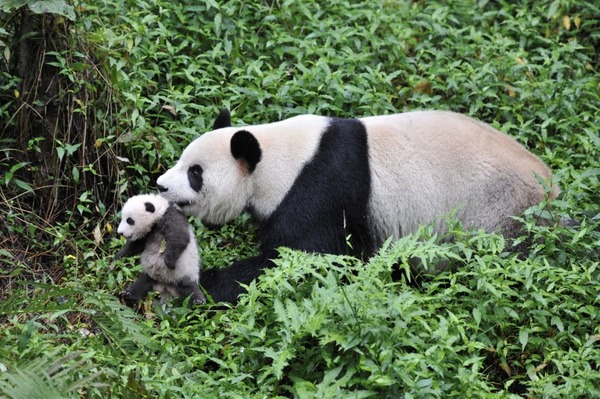 Dans leur milieu naturel, les pandas vivent en groupe.