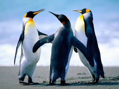 les pingouin mangent :