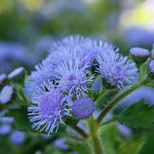 Donnez le nom usuel de cette fleur :
