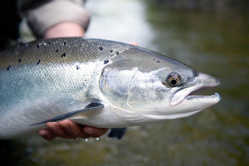 La prise d'un saumon dans une zone ou à une période où leur pêche est interdite est passible d'une amende maximale de ...