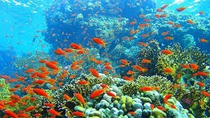 Dans quel pays se trouve la grande barrière de corail ?