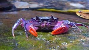 Quel crabe est-ce ?