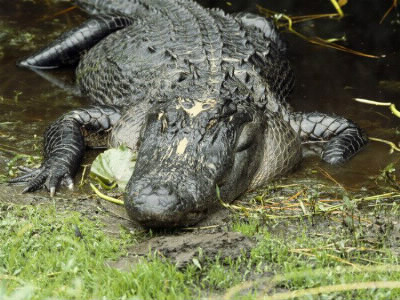 Dans quel état américain vivent les alligators ?
