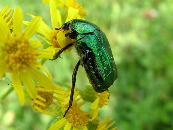 Ce joli scarabée est...