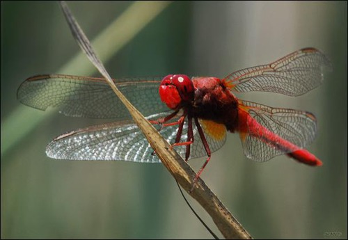 Cette photo de libellule rouge est :
