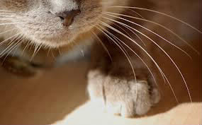 Dans sa moustache, combien de vibrisses un chat doit-il avoir en moyenne de chaque côté ?