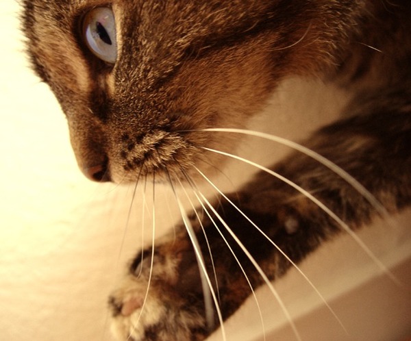 Comment s'appellent les moustaches du chat qui transmettent leurs vibrations à un organe sensoriel situé à leur base ?