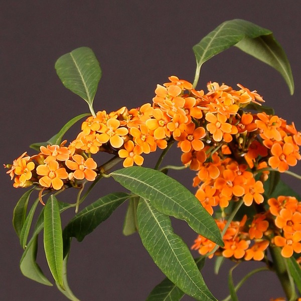 Donnez le nom usuel de cette fleur :
