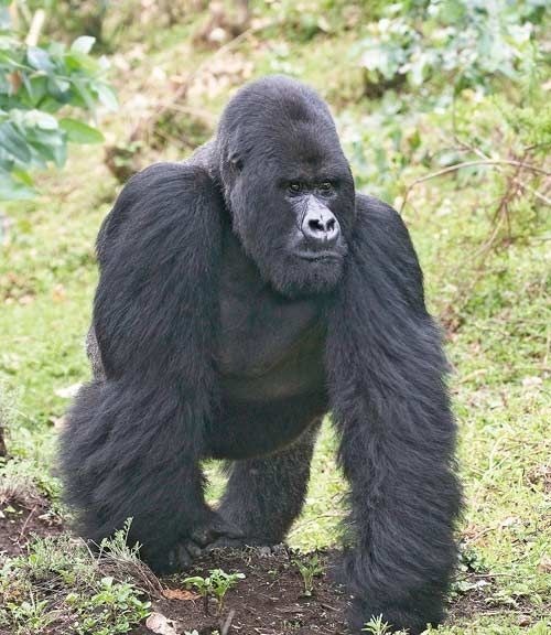 Comment distingue-t-on le gorille de montagne des trois autres espèces et sous-espèces du gorille ?