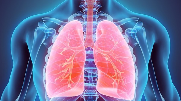 Układ oddechowy tworzą drogi oddechowe: jama nosowa, gardło, krtań, tchawica, oskrzela, oraz właściwy narząd oddechowy czyli...