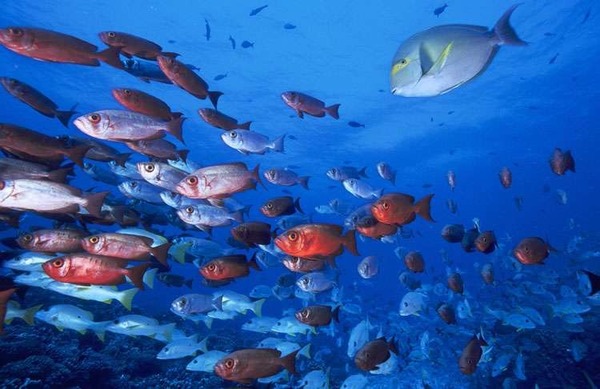 Que forment un grand nombre de poissons qui nagent ensemble ?