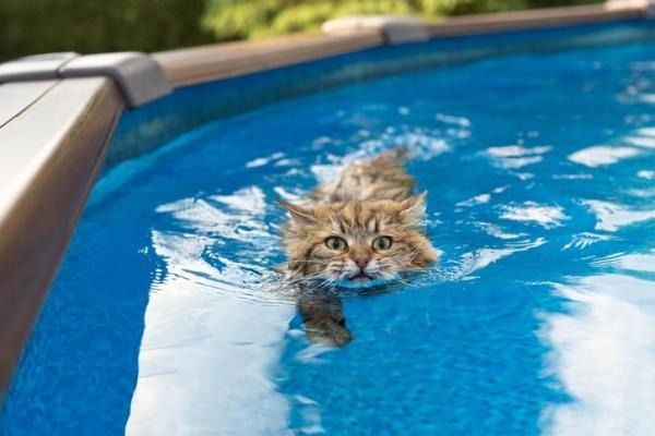 Les chats aiment-ils nager ?