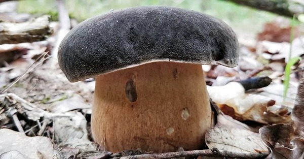 Quel est ce champignon ?