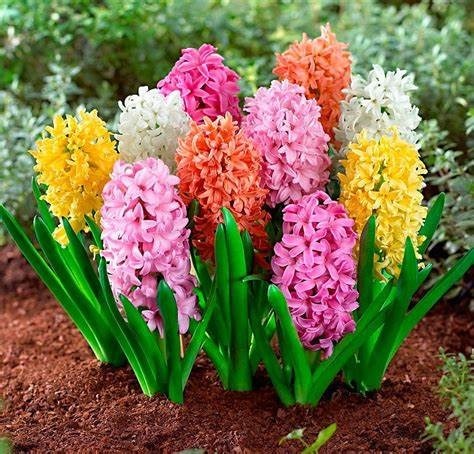Donnez le nom usuel et le nom botanique de cette fleur ?