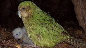Quelle est l'espérance de vie d'un Kakapo ?