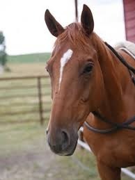 Comment s'appelle ce cheval ?
