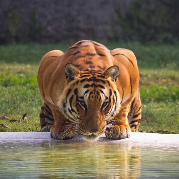 Jusqu'à combien de kilos de viande le tigre peut-il engloutir en une seule fois ?