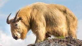 Animal emblématique du Bhoutan, ce bovidé caprin au pelage jaunâtre vit dans l'Himalaya...